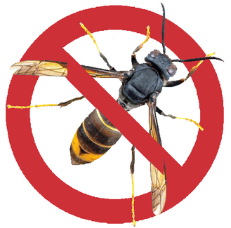 Pièges frelons asiatiques