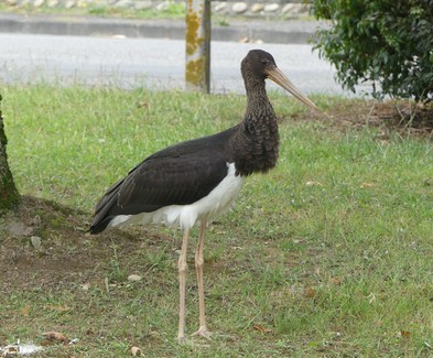 Une belle cigogne noire à Soues