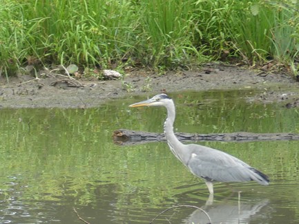 Rapport d'inventaires de la bio diversité du petit lac